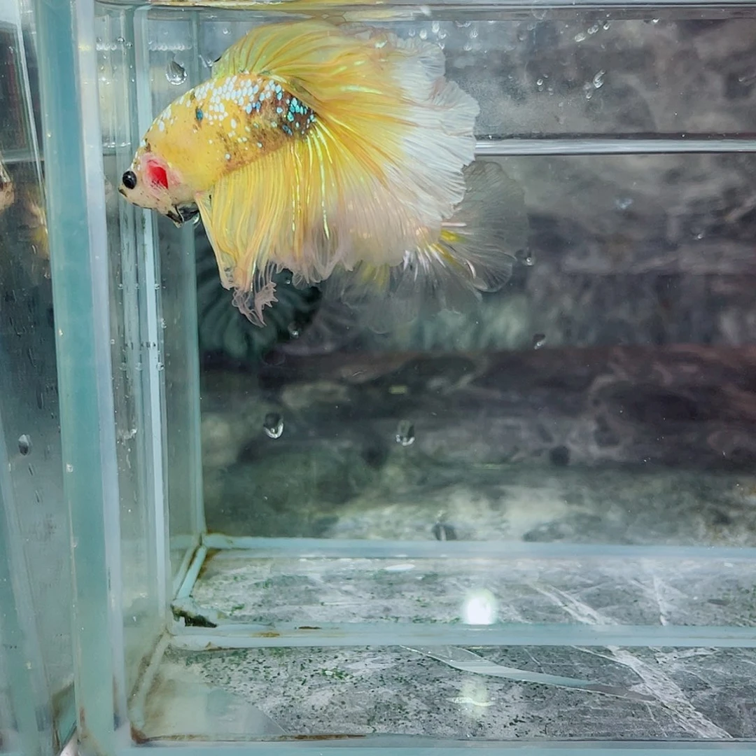 斗鱼育平斗鱼泰国斗鱼