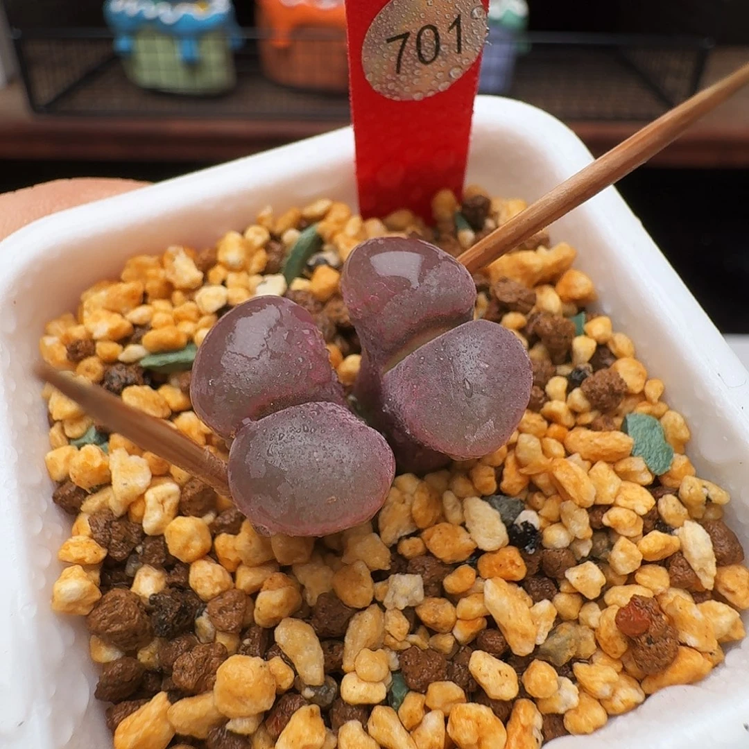 多肉植物福利风铃701