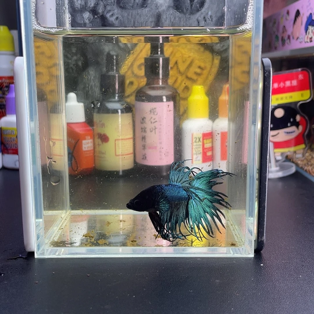 斗鱼73号103早黑毒