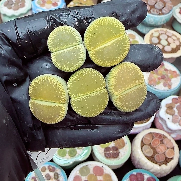 生石花满18包邮1223-71