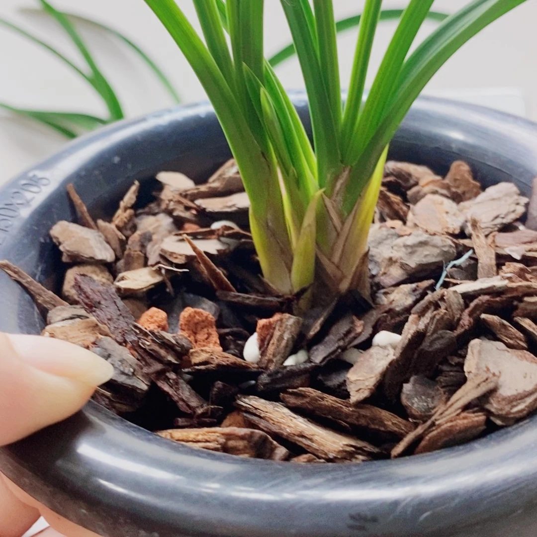 蓑***翁当前无花栽培后可以开花