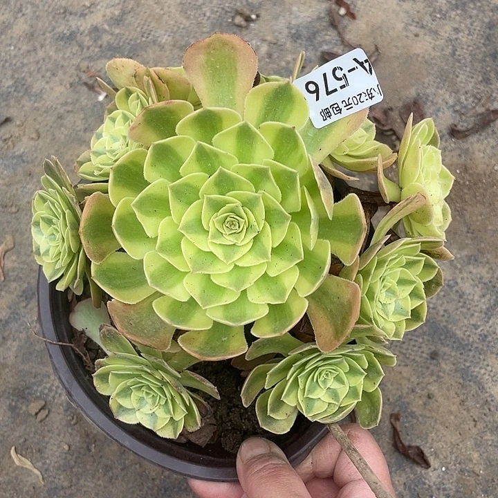 576雨荷多肉植物福利