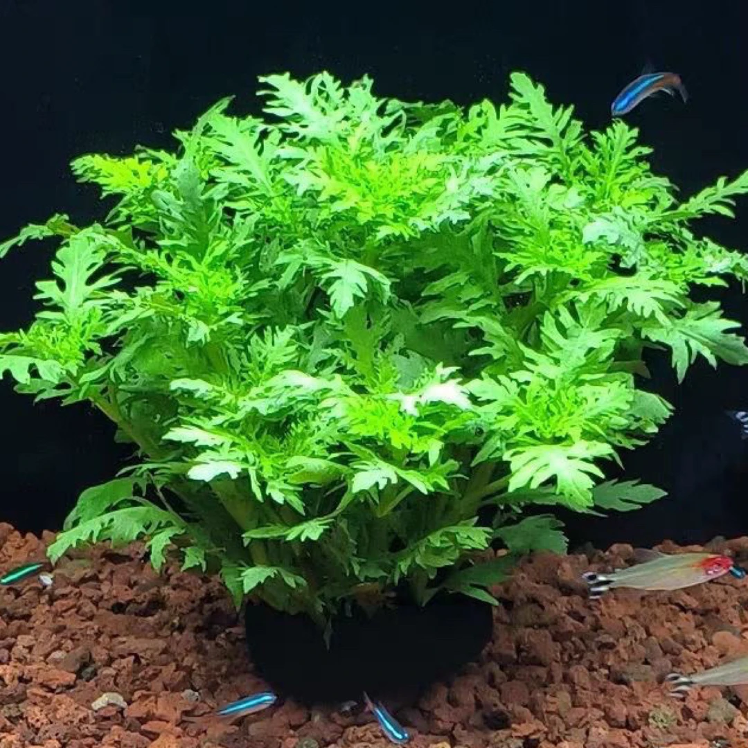 任意买三送一 水罗兰坨草 净化水质 新手 懒人 好养活 阴性草