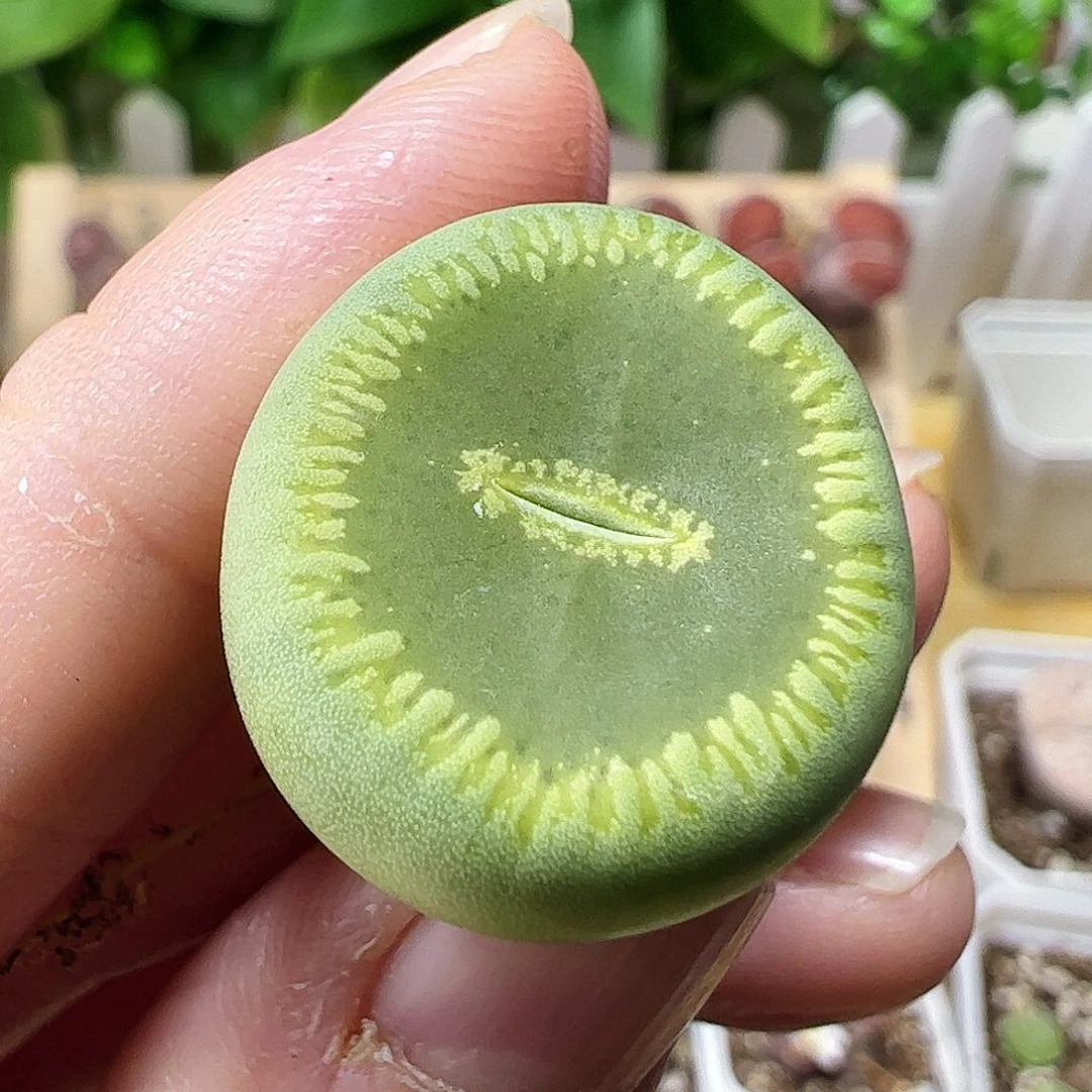 无花朵绿光阳一颗包邮……………………