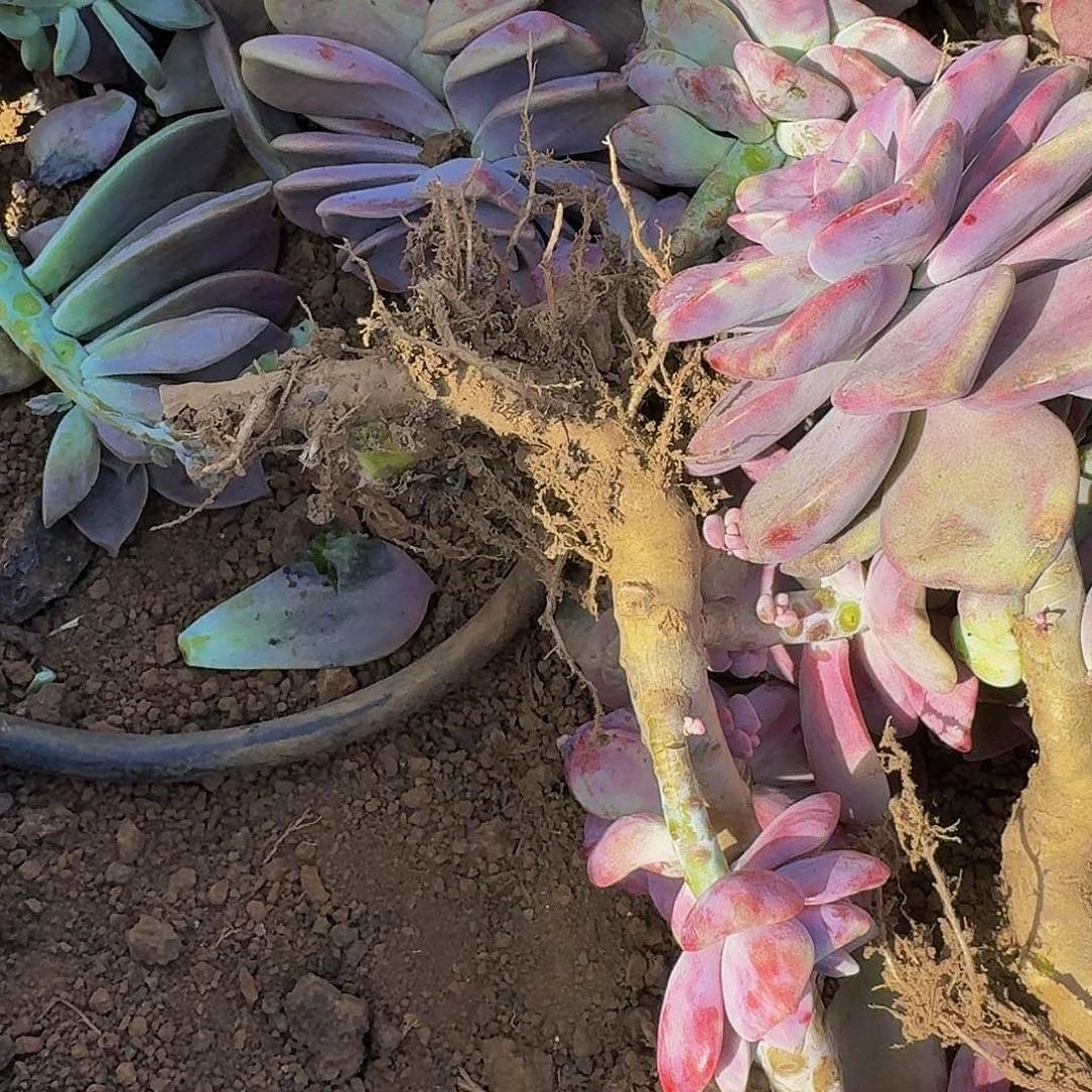 紫乐断枝箱装 不包损11.8