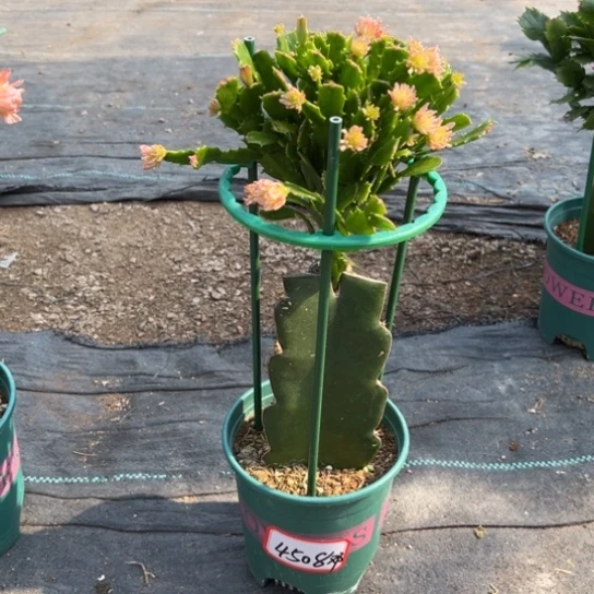 邓***姐058蟹爪兰尾号4508