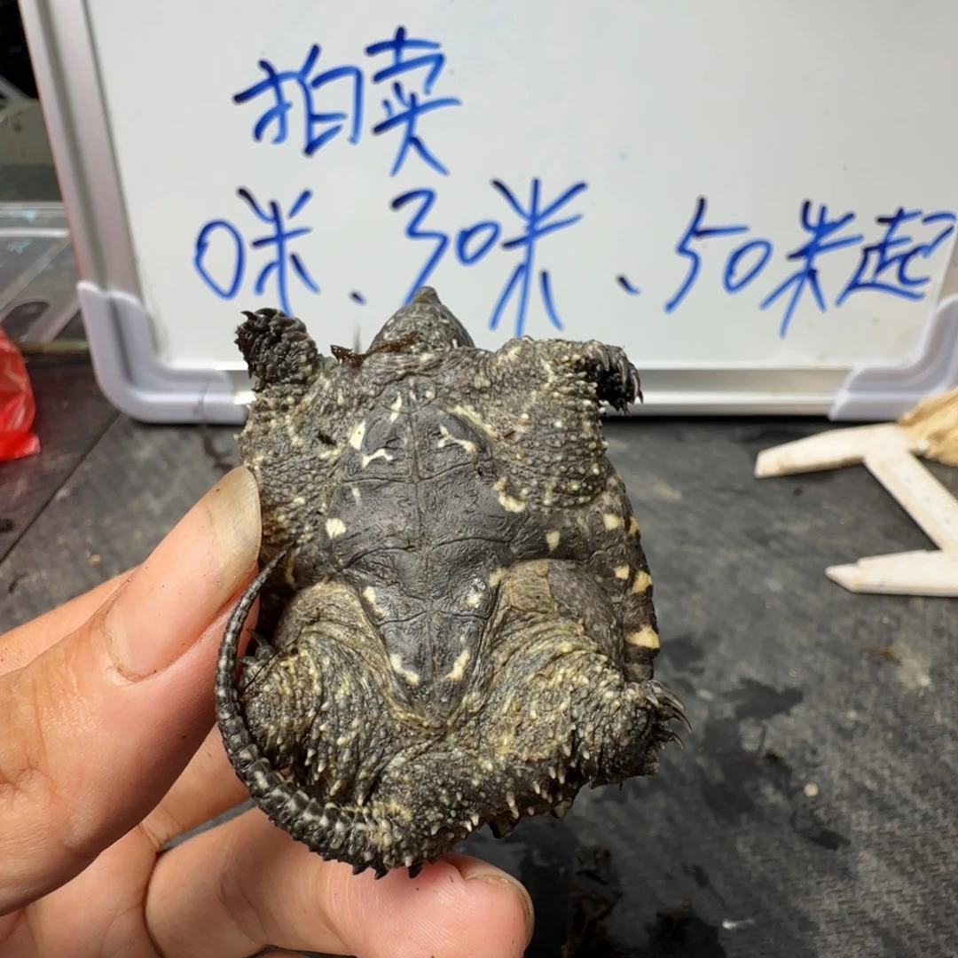 小鳄龟不分公母Jjj