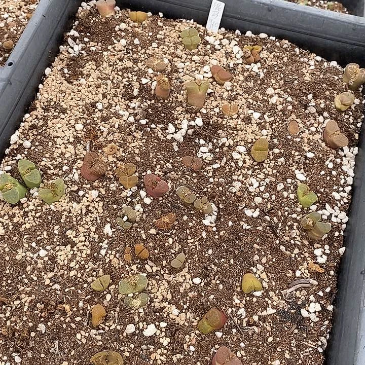 30576一筐风铃有伤