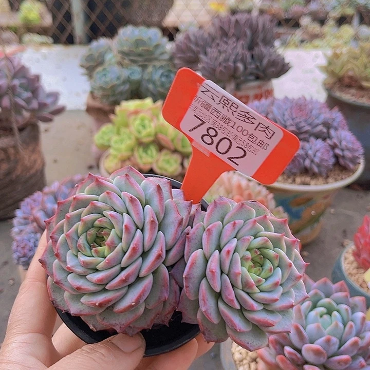 7802天鹅绒。