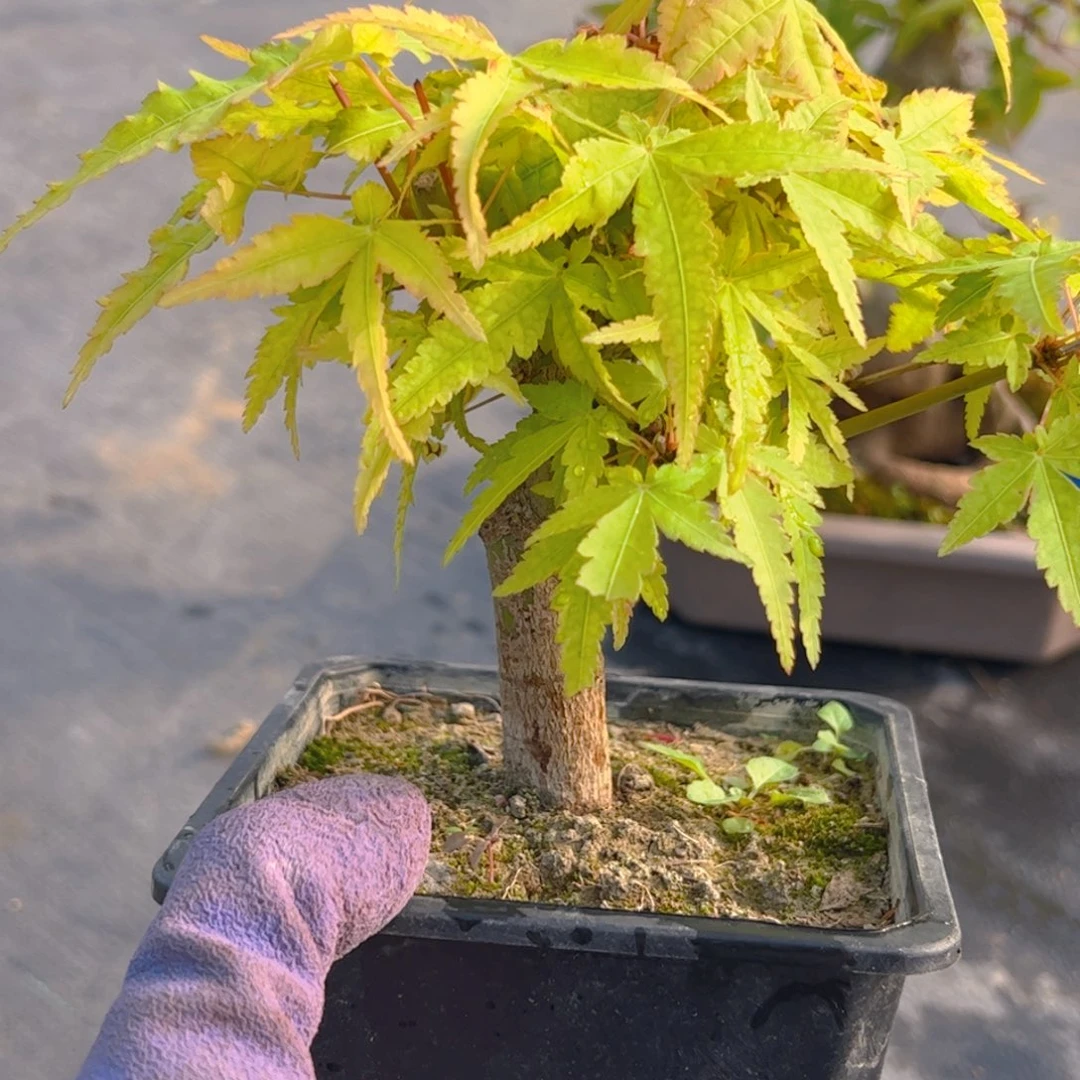 路***力无花朵枫树……枫树