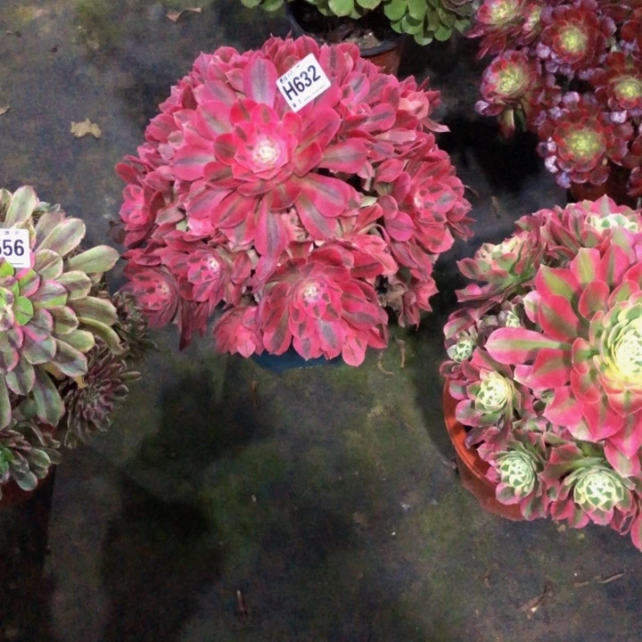 一****?女巫多肉63200000000