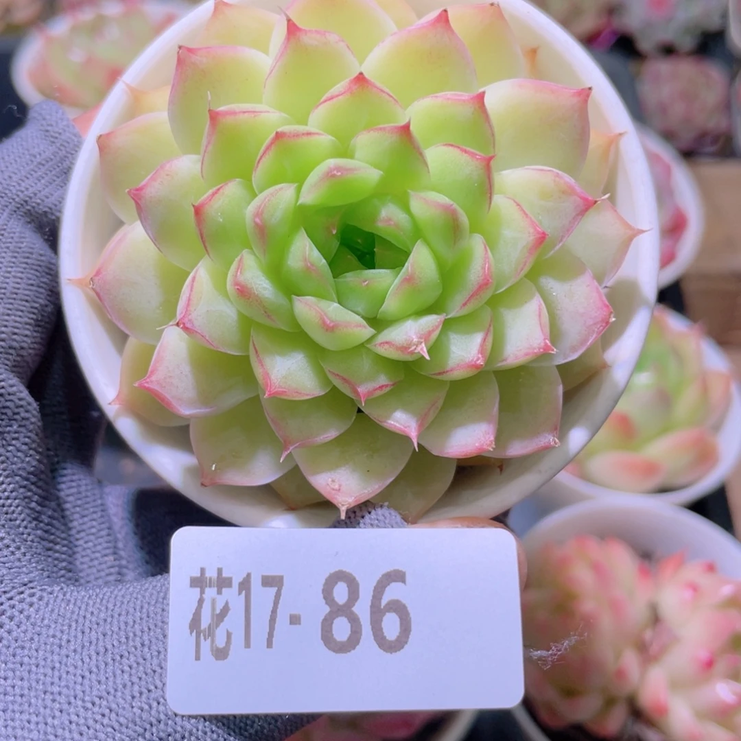 花利美17-86女王