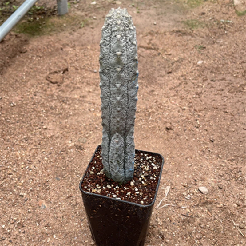 灰亚狄麒麟水泥柱北欧风大戟科多肉植物室内柱形美观易养沙生植物