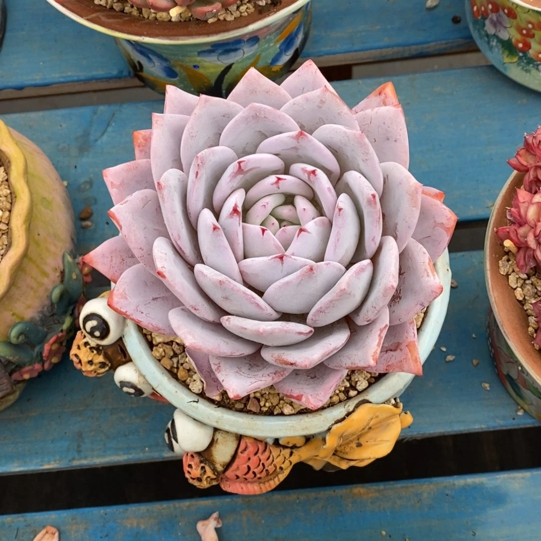 奋***人寄养多肉植物一物一拍