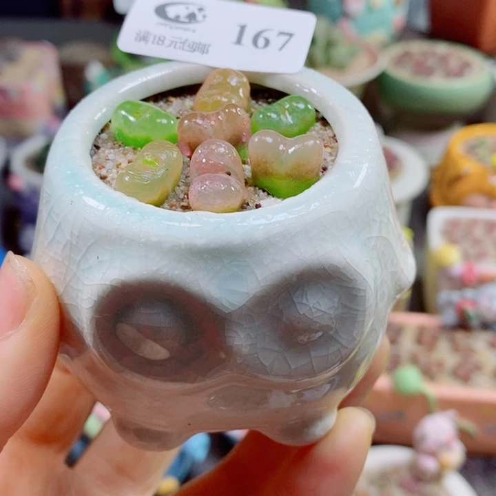 生石花花花花花花花167