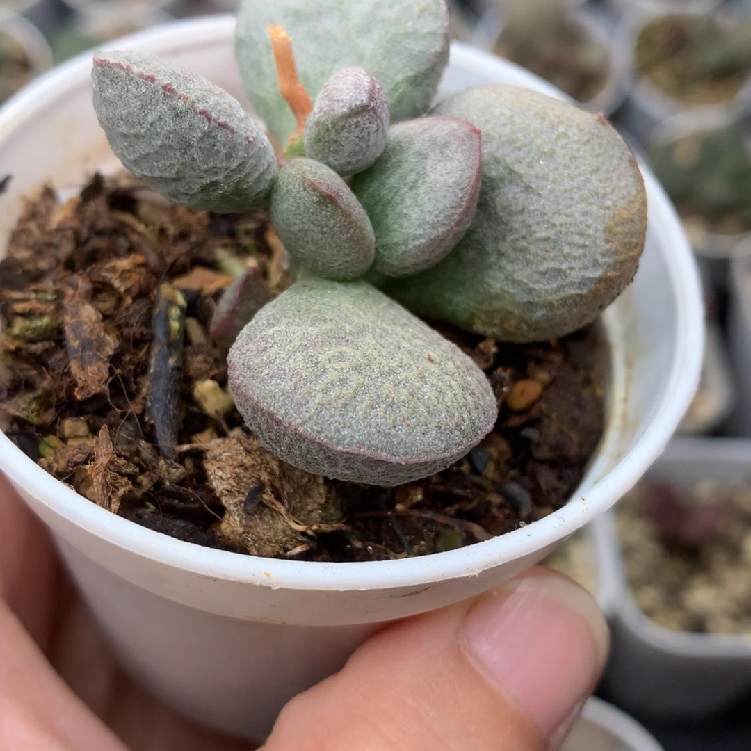 实生水泡磨砂蛋 包邮