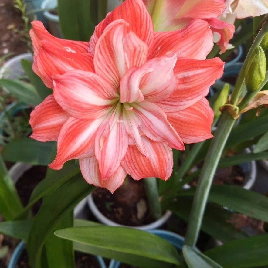【艳丽孔雀】花色多变的朱顶红包对版不包养护