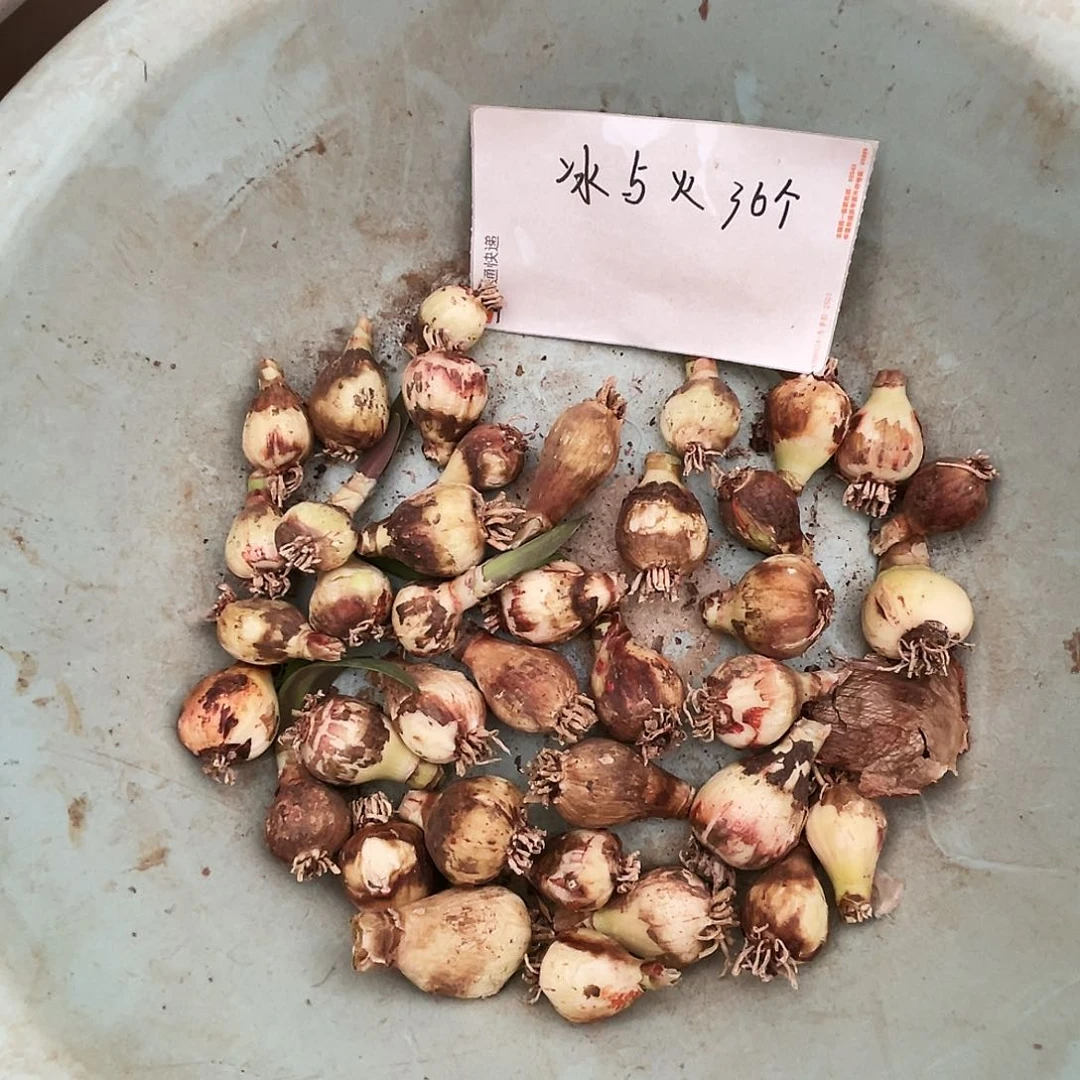 冰与火直播间盆里一个2左右