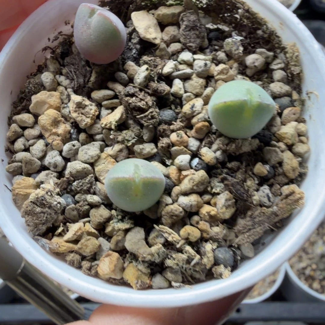 空蝉三颗2年福利511号