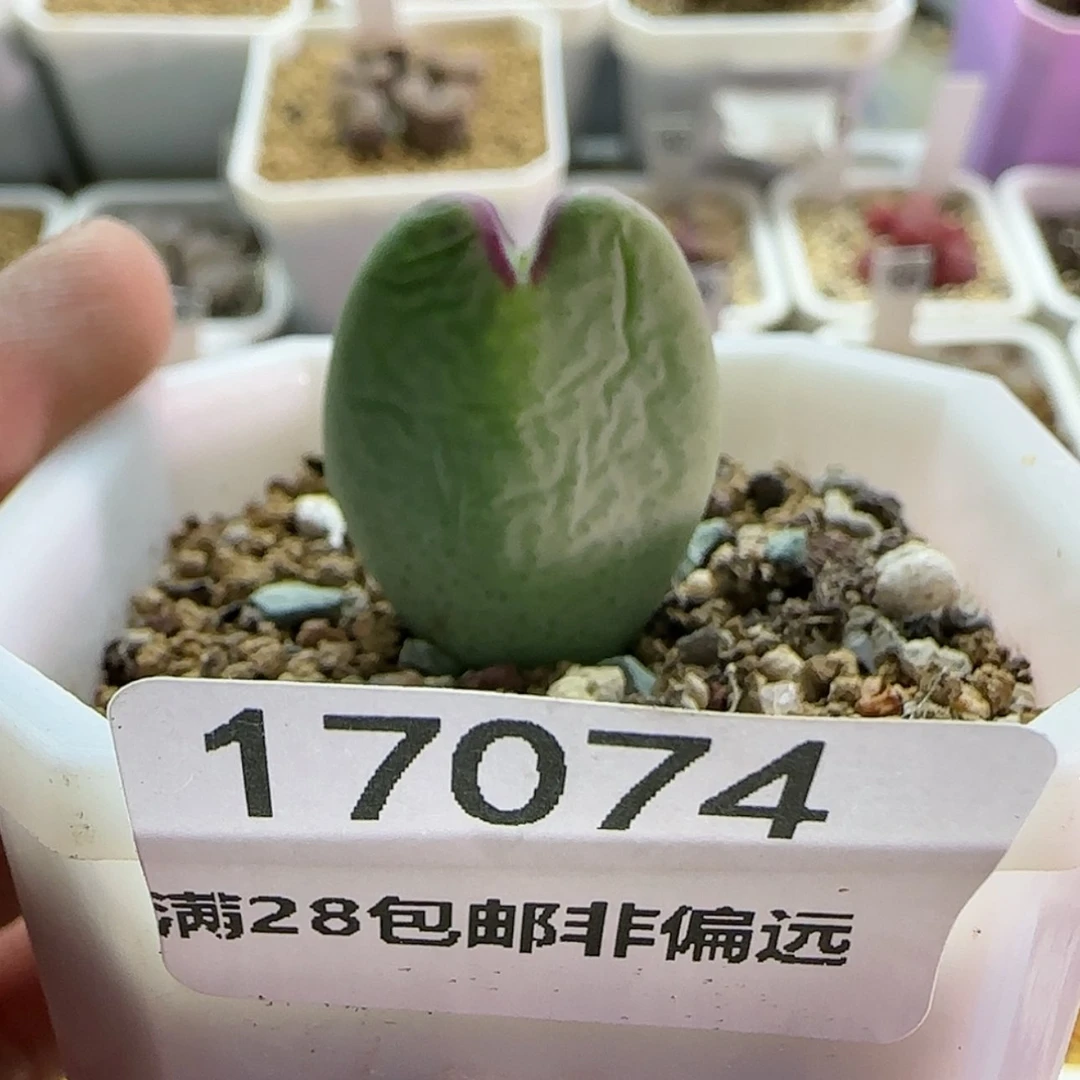 【闪购商品】z***小17074