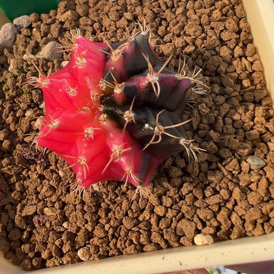 465 好看的米哈冲冲冲