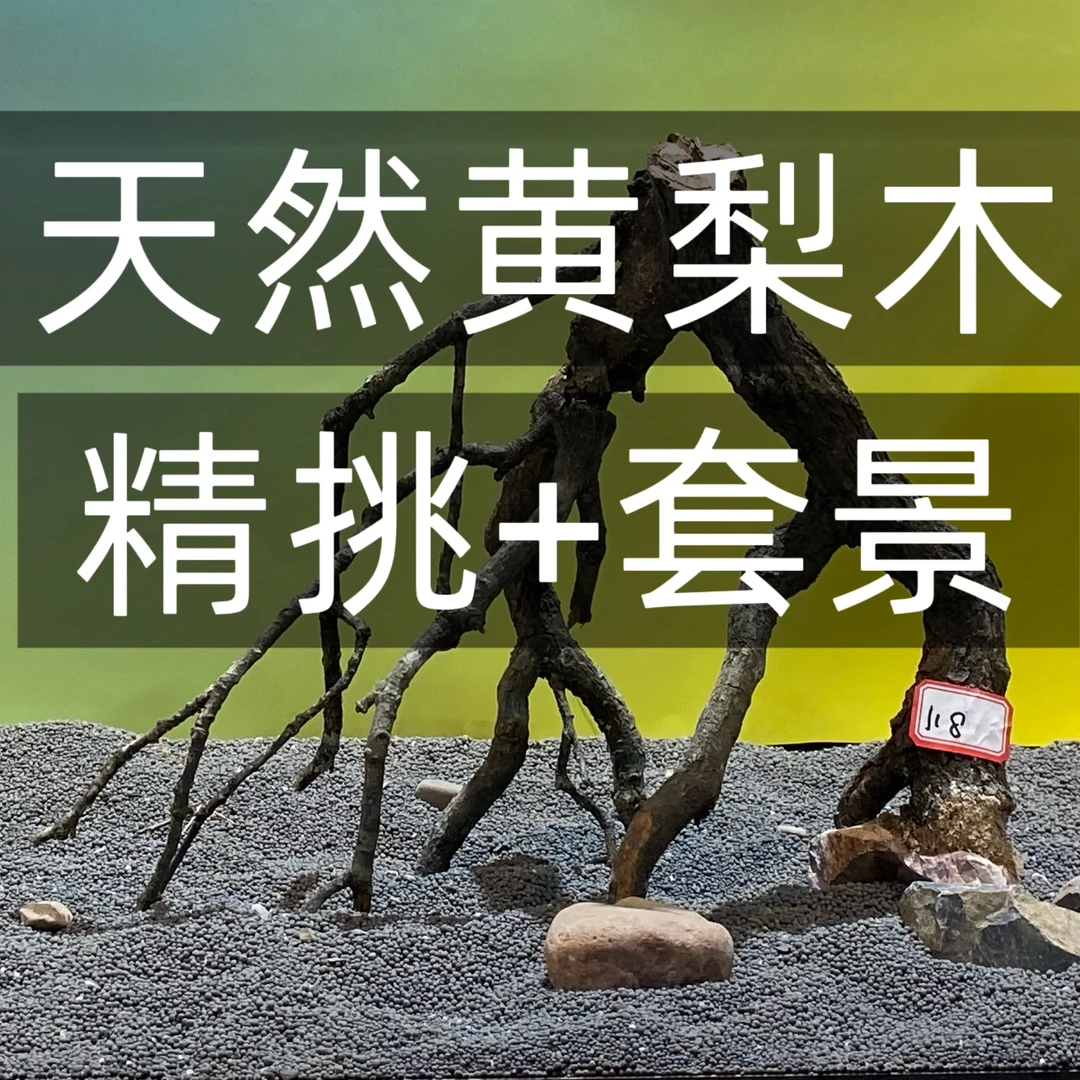 鱼缸造景黄梨木造景南美缸树枝黄梨木沉木雨林缸黄梨木细枝条天然