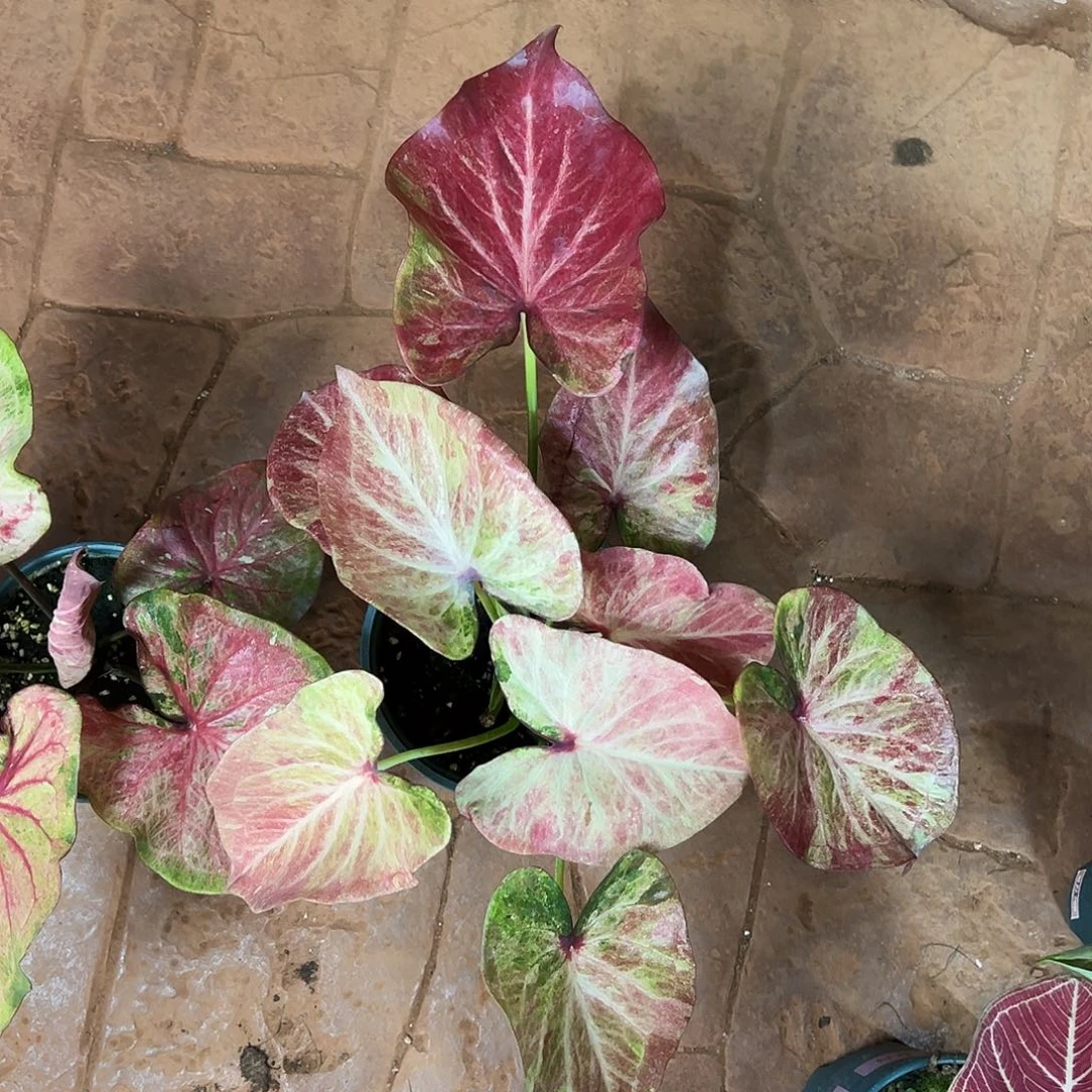 浮***生无花朵大球彩虹色养定74