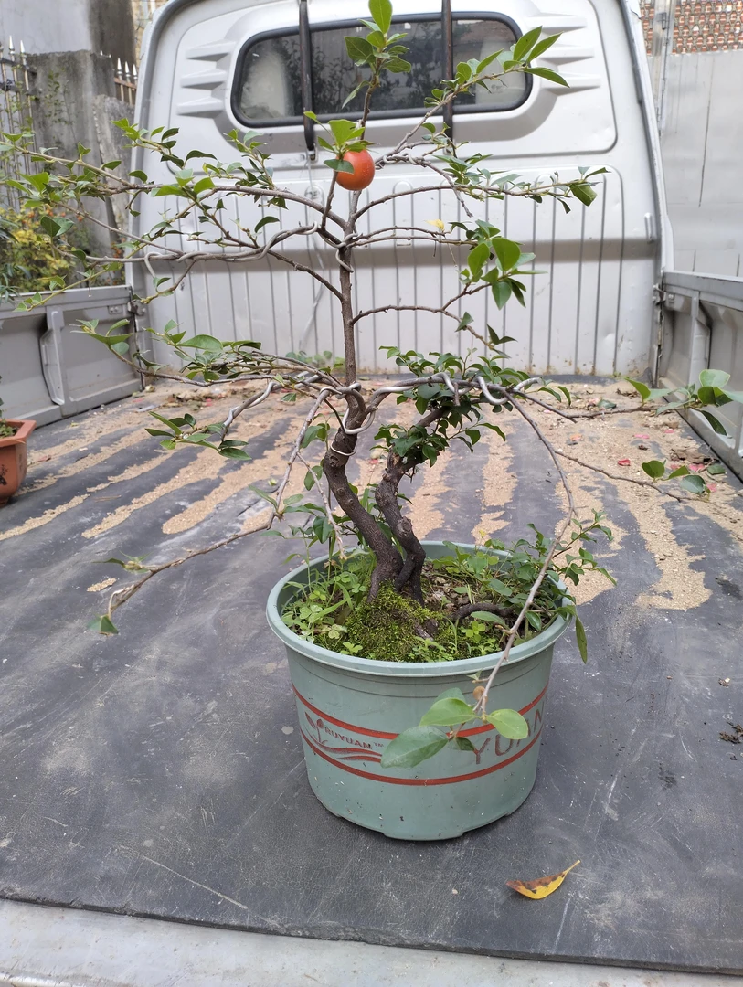 金弹子，限新疆台湾等偏远地区不包邮到付