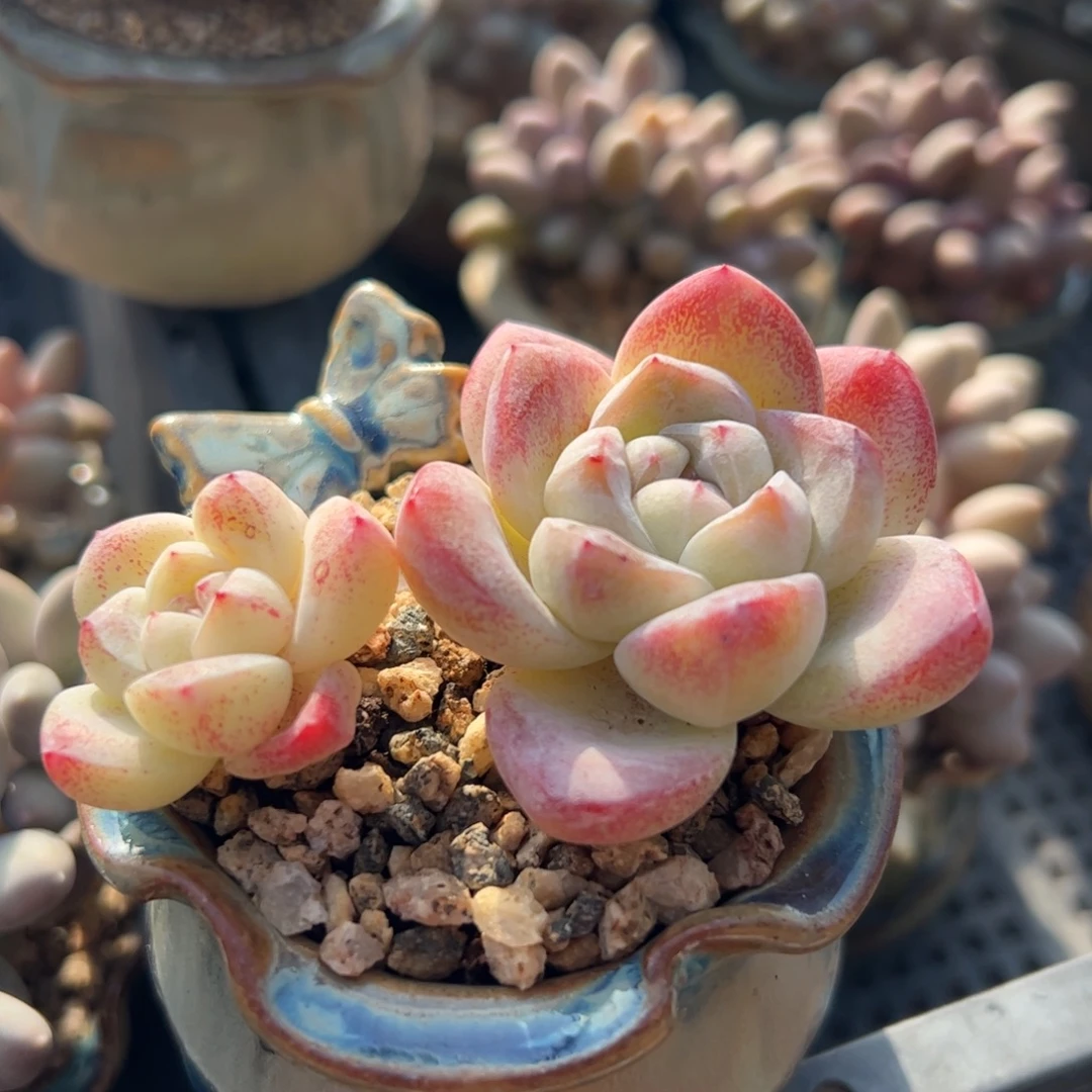 冰玉小老桩带盆发货