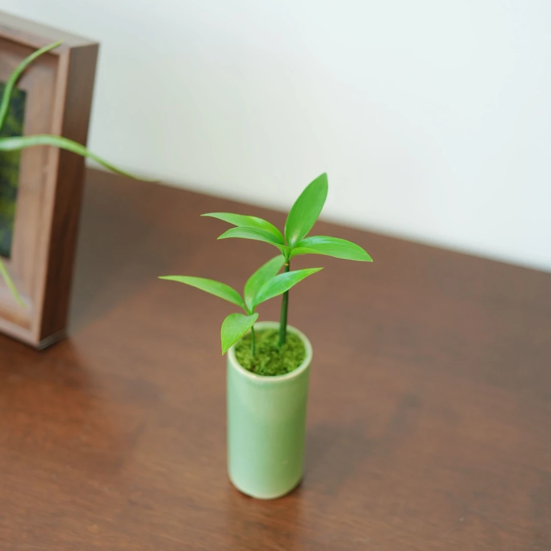 微型绿植竹柏 室内办公桌驱蚊净化空气迷你盆栽