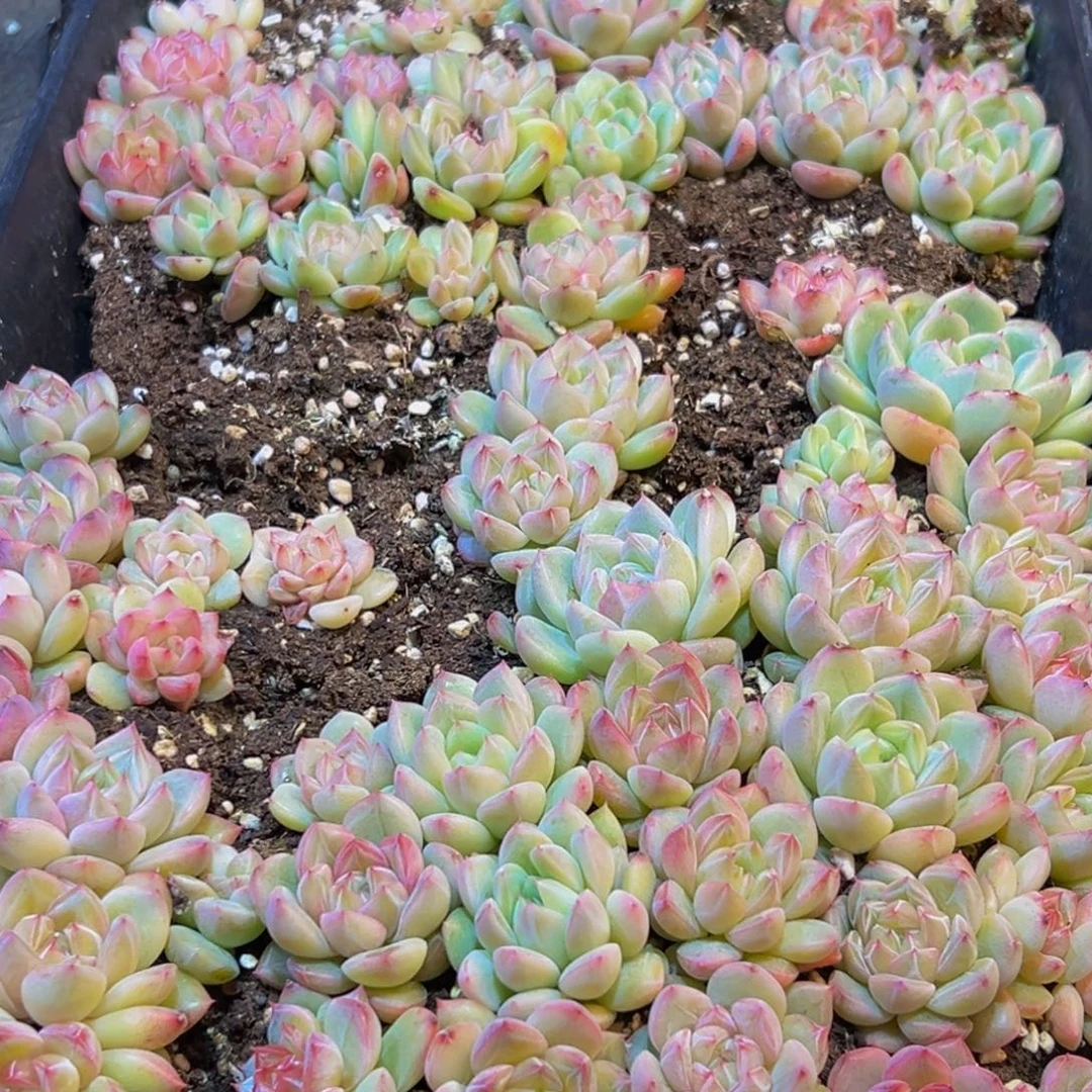 312多肉葡萄的味道真的是很