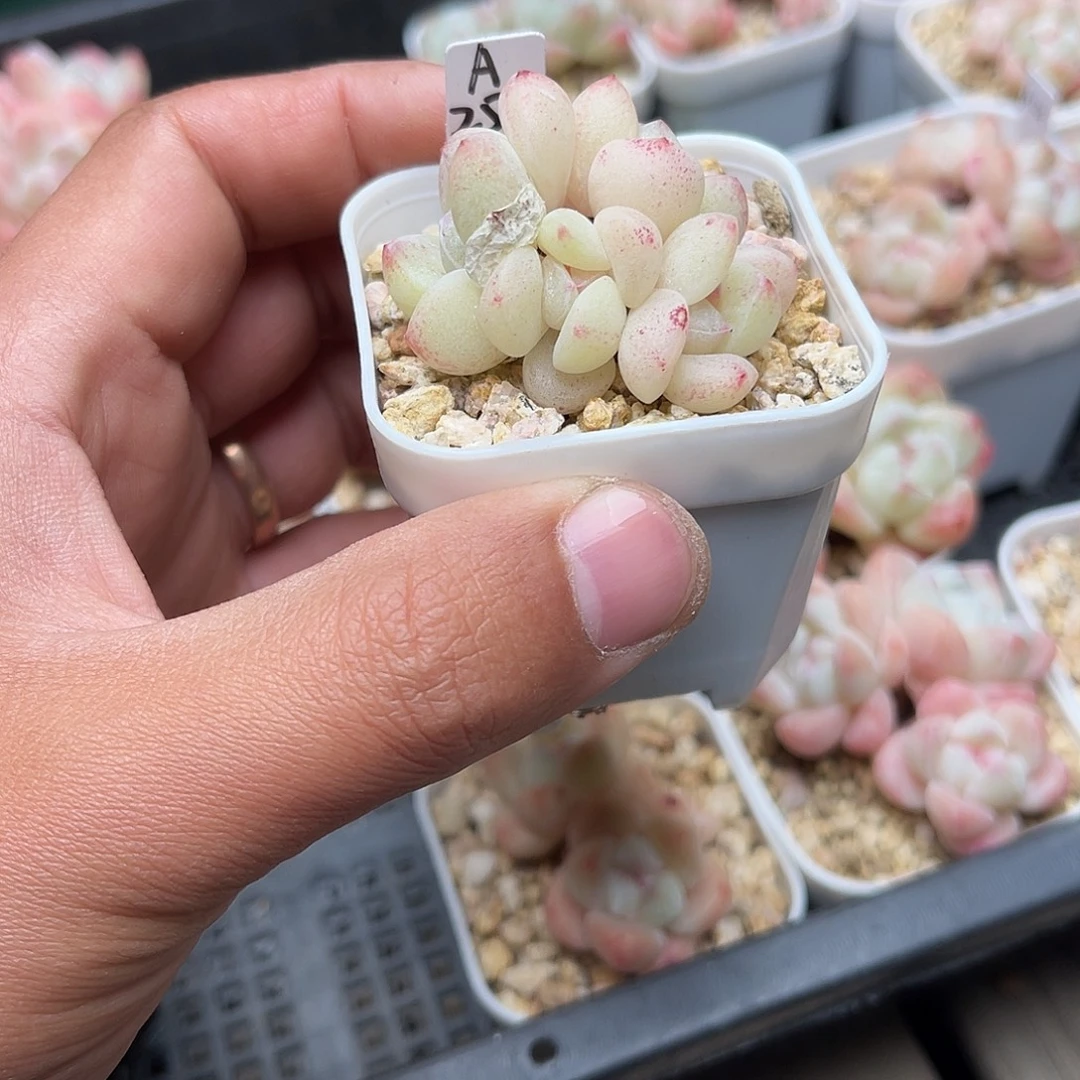 微***身微笑专拍（闪电是卖冰玉的253