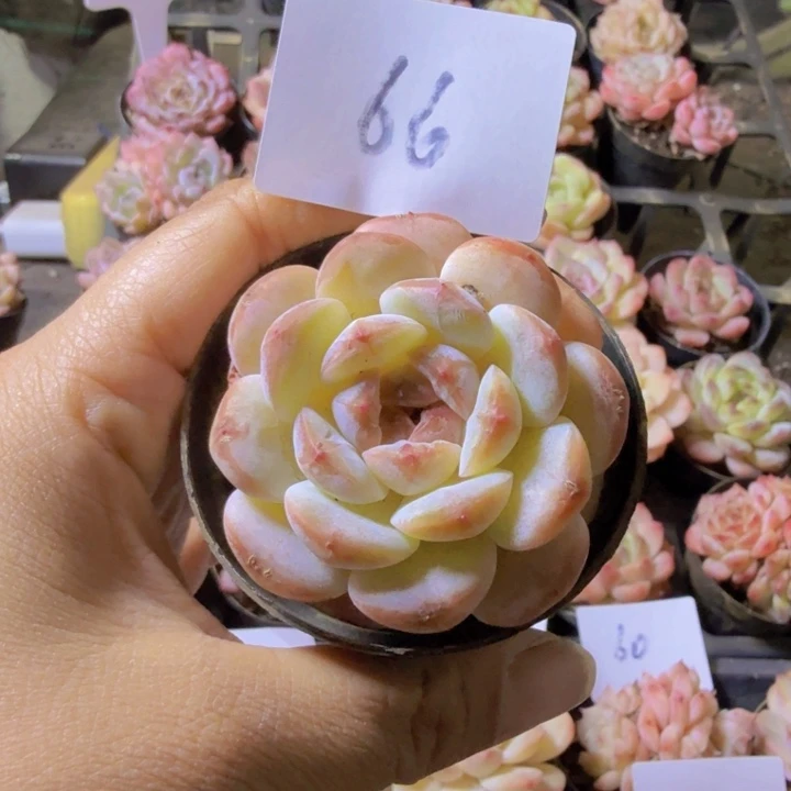 66.qqqqqwwwwwwwwwww