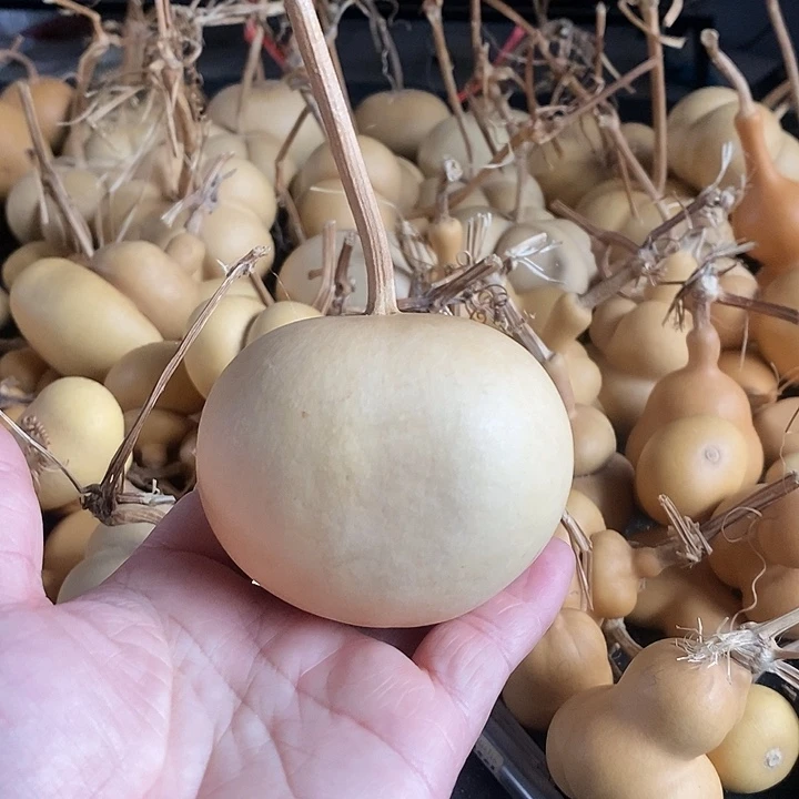 葫芦的颜色很好看大厚萍果扁