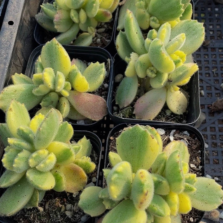 白熊3.8带盆土发货