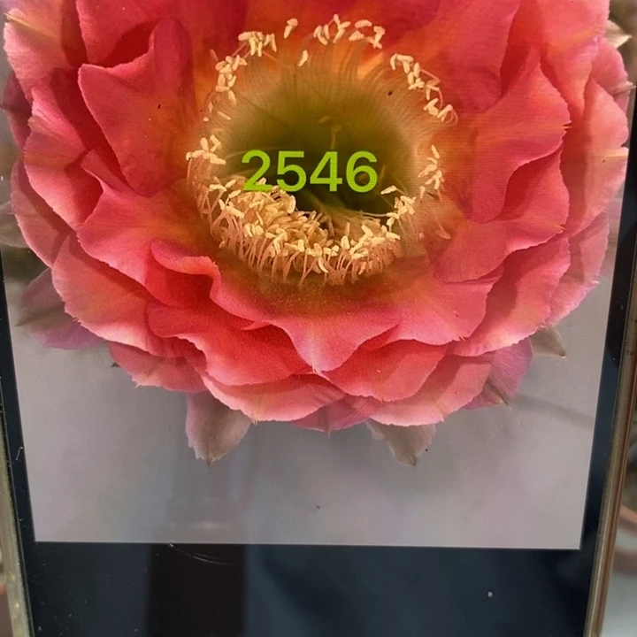 香香新2546有气根侧芽3公分左右