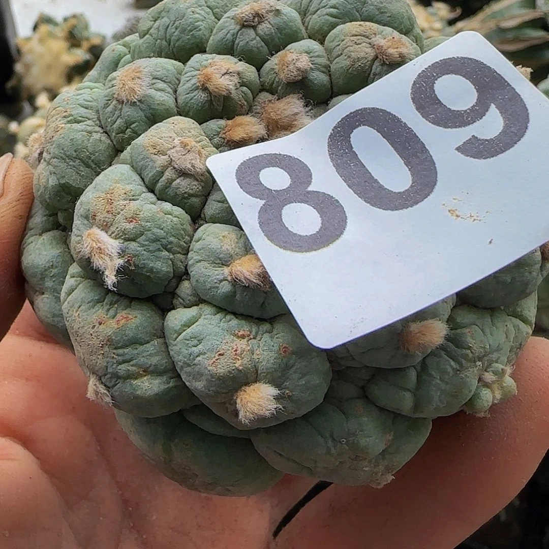 周***杨皱尤809刚冒根的的