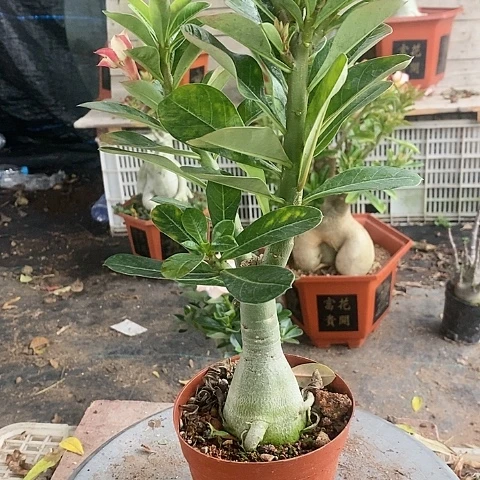 【闪购商品】我**子绿植