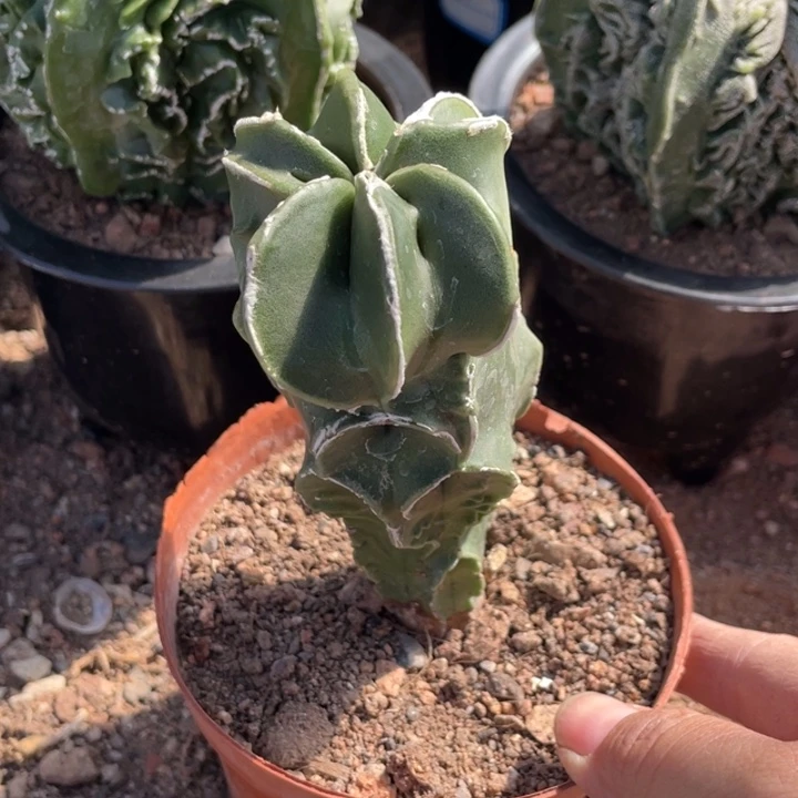 a***i实生一颗鸾凤玉带盆发