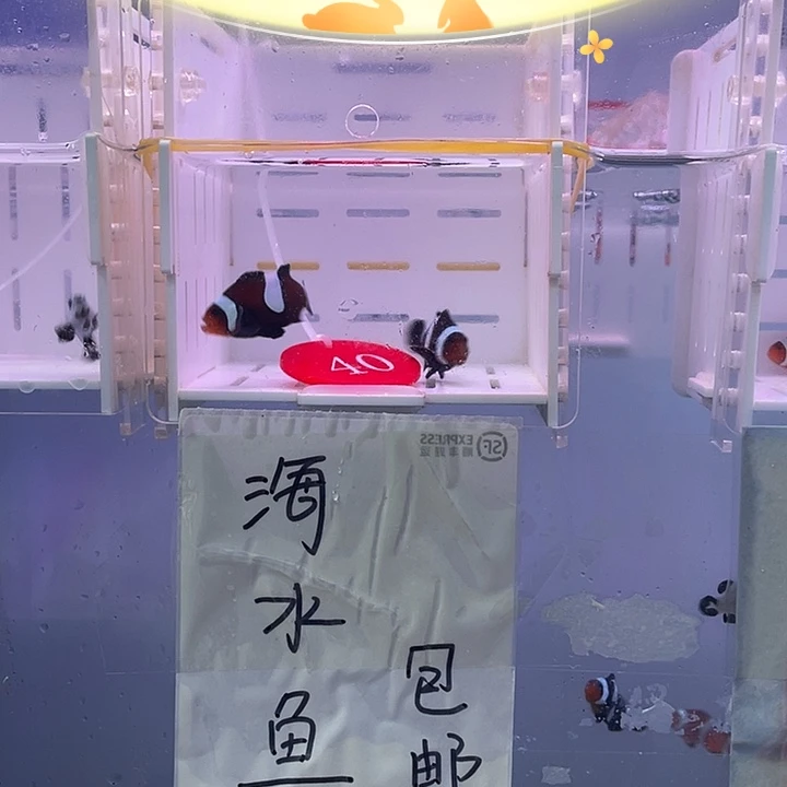 海水鱼短文奥黑小丑鱼