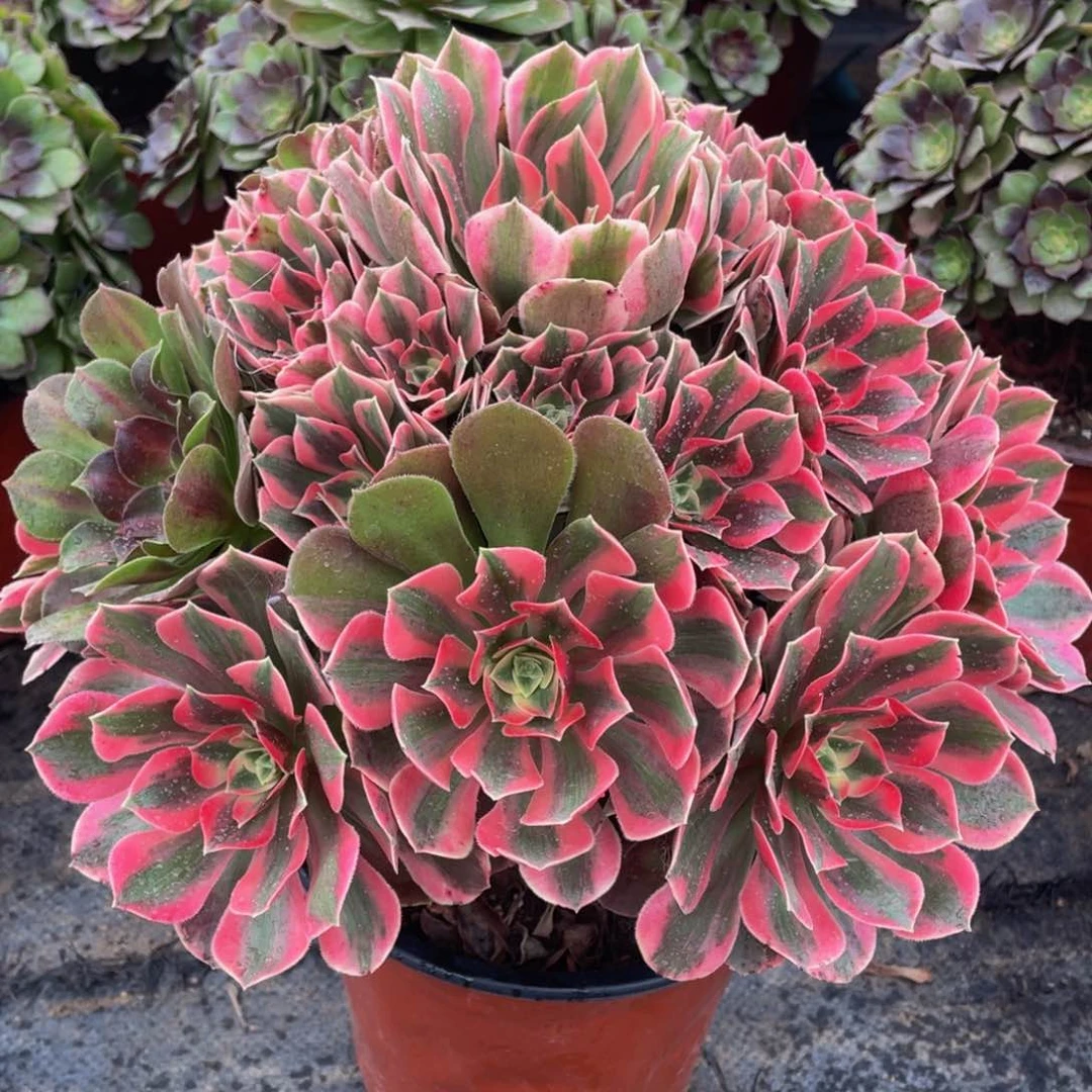 139粉女妖精品老桩法师