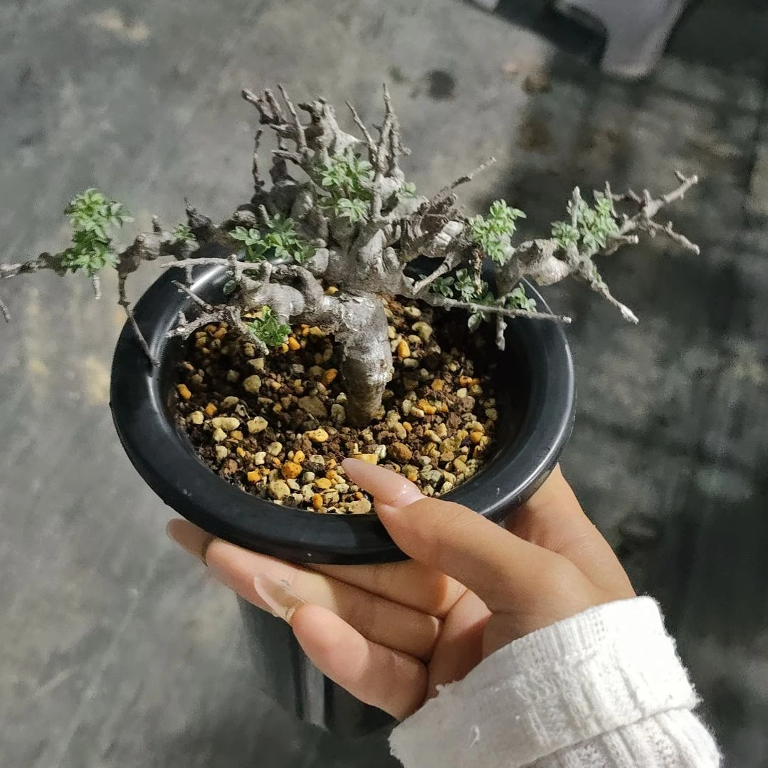 产地念珠橄榄熟桩