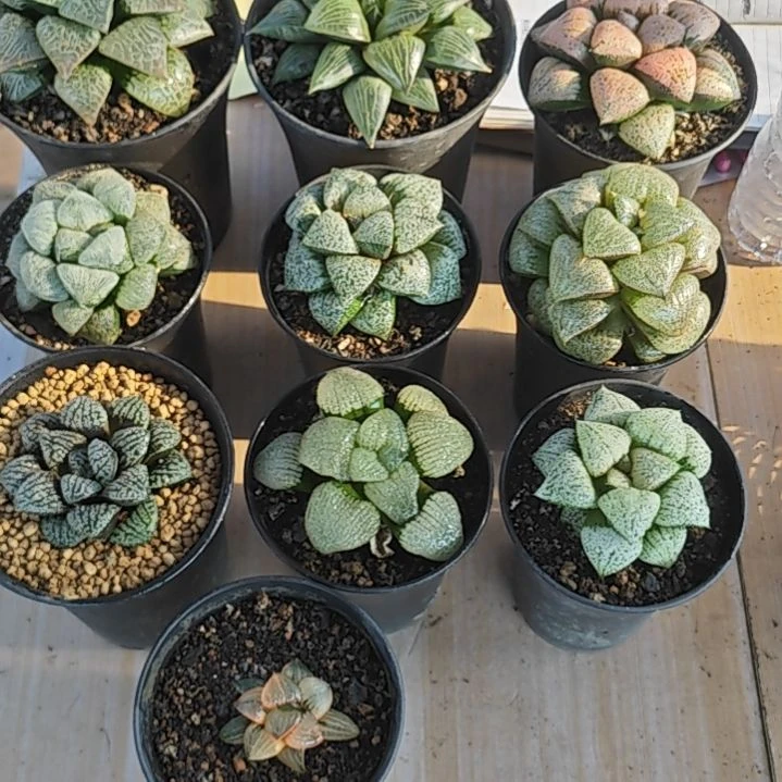 10颗多肉植物含一颗赠送