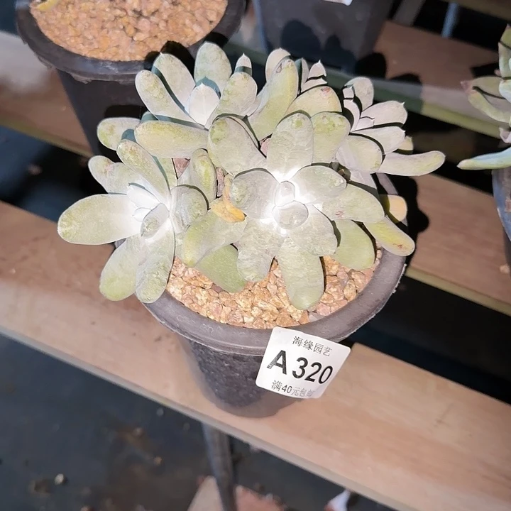 拇指仙女杯多肉植物