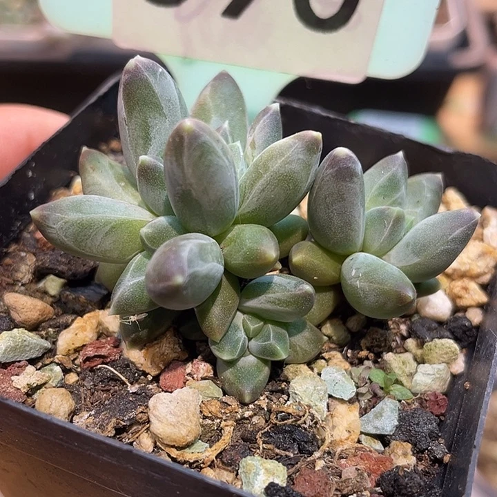 乌拉克拉090号的啊啊啊多肉啊啊