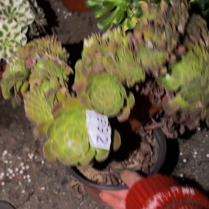 992黄金沙拉碗多肉植物
