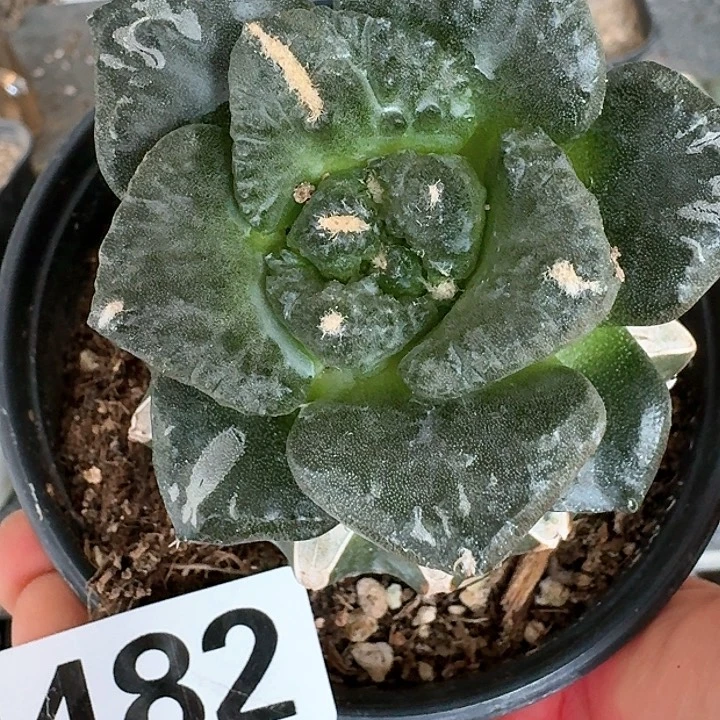 【闪购商品】无花朵夕**悦博士怒482