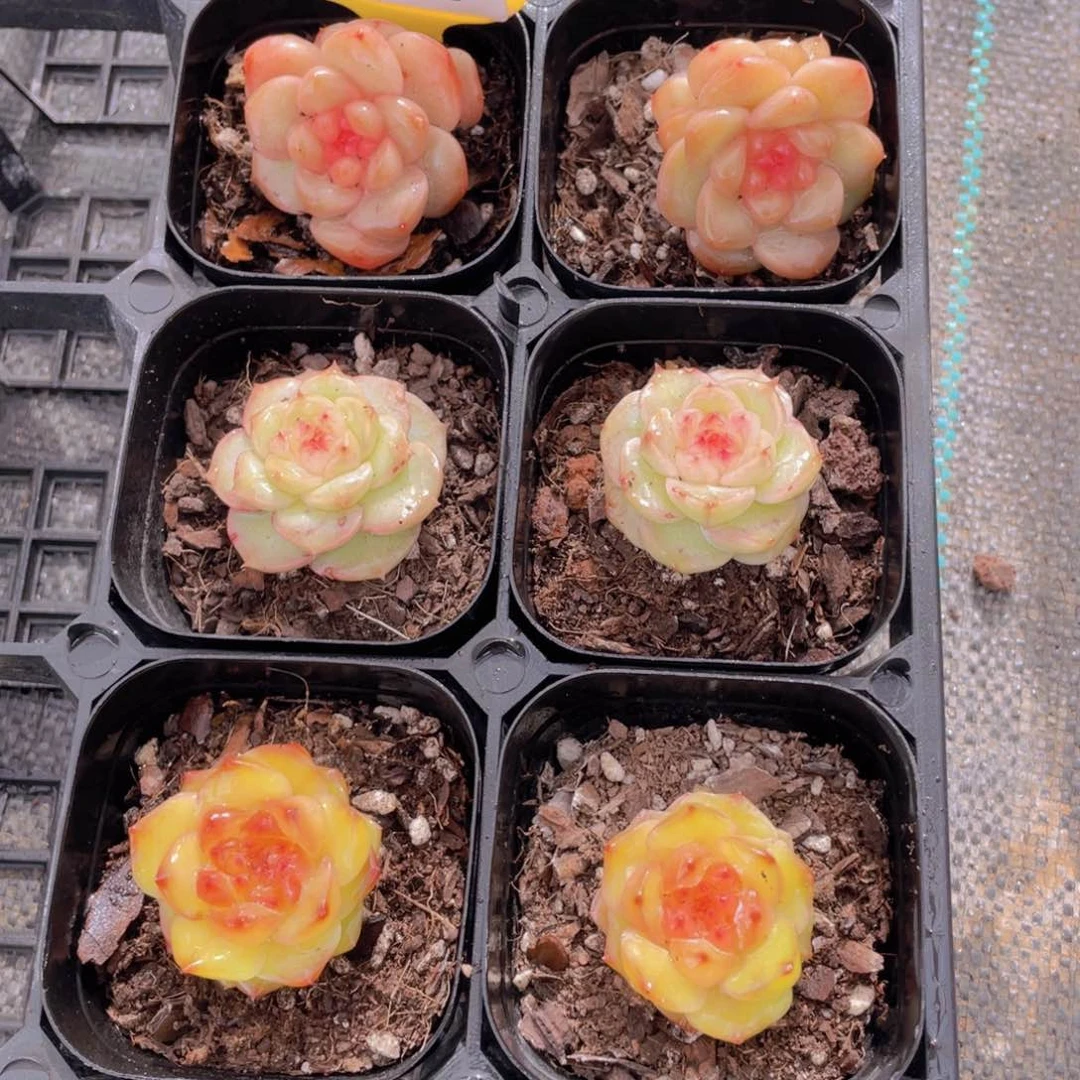 1071号 天花板珍妮三个