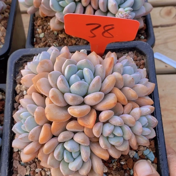 大**是因为一部好片子才被推荐