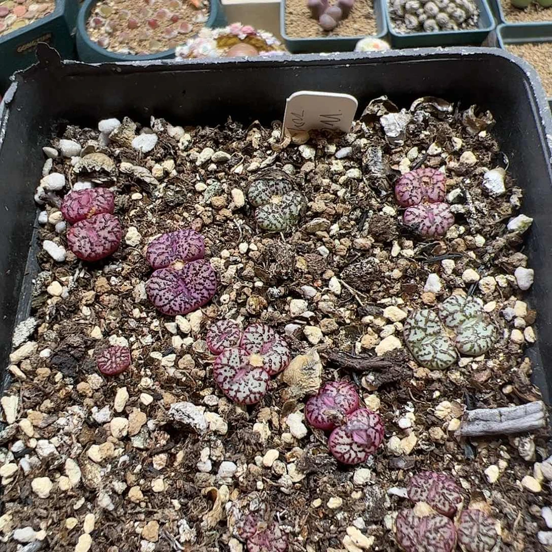 【闪购商品】254 清盒